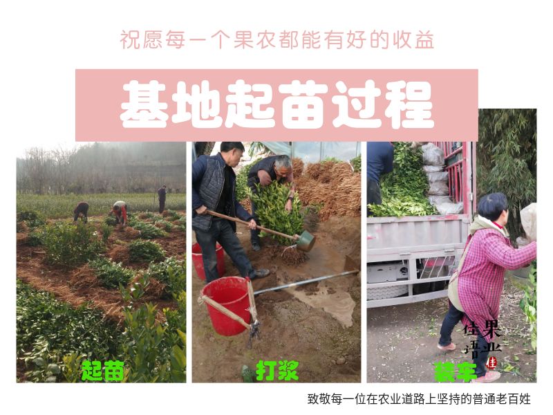 蜂糖李树苗  蜂糖李苗 蜂糖李子树苗盆栽地栽均可