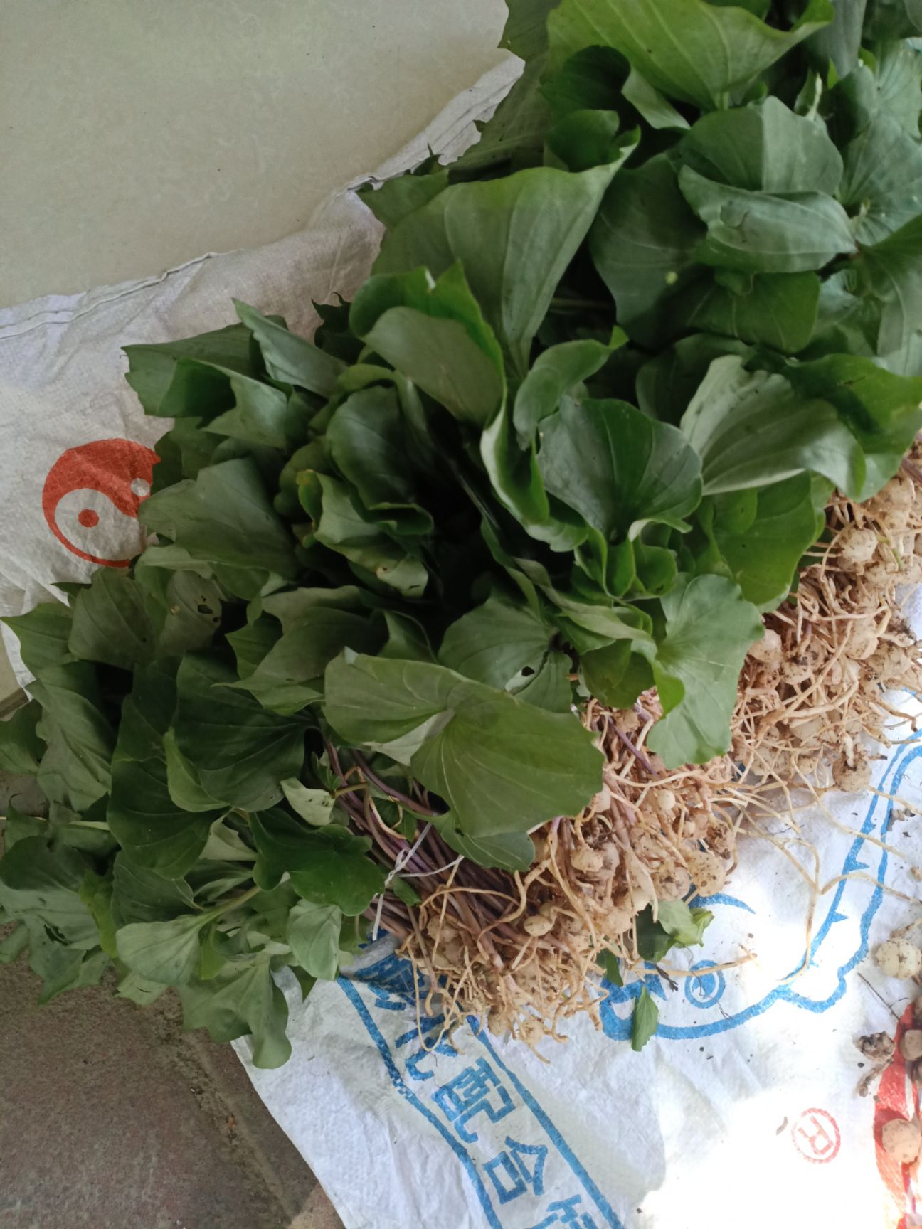 马蜂 灵芝
