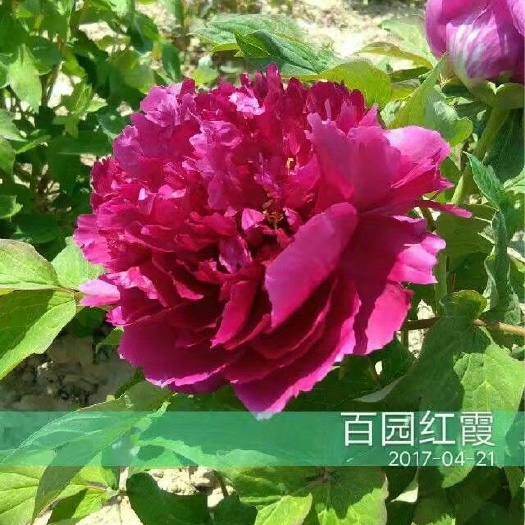费县金阁牡丹 0.5~1米 2~4cm 4cm以下