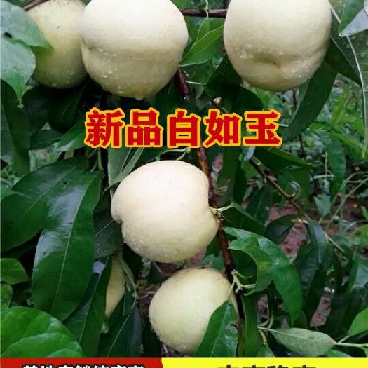 平邑县 正品白如玉桃树苗嫁接白桃树苗品种保真