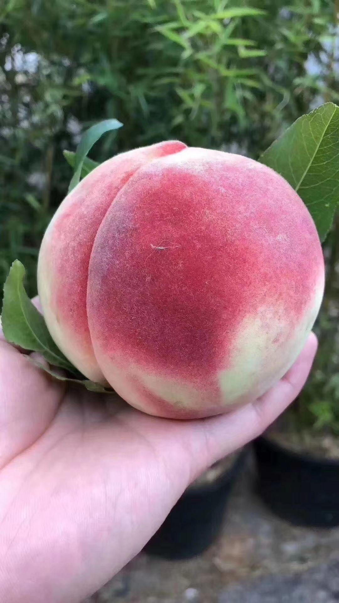  丽江拉市海雪桃