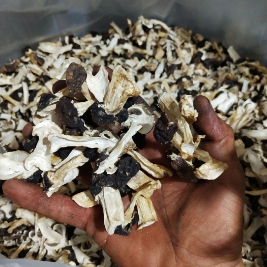 大球盖菇  球盖菇干片未去皮