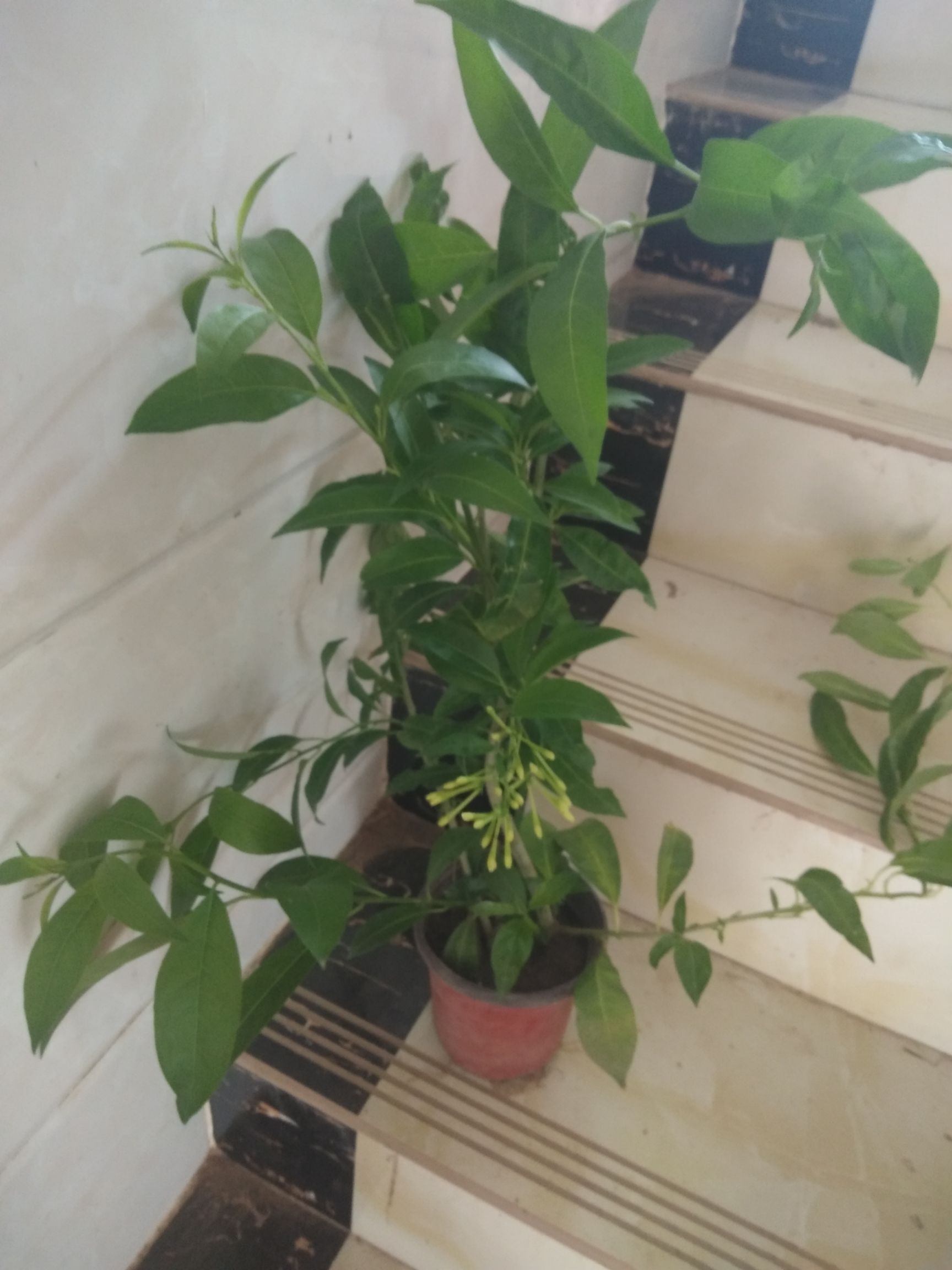 夜来香盆栽夜兰香花苗夜香花树苗晚香玉室内花卉绿植物驱蚊草