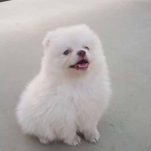 榆林博美犬