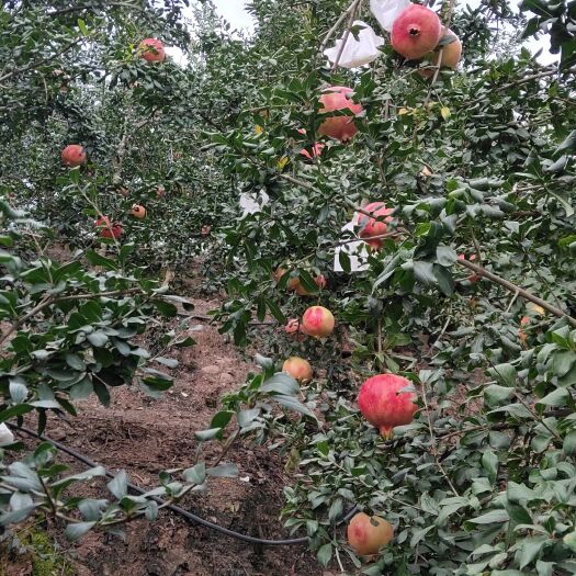 会理市突尼斯软籽石榴 1斤 - 2斤
