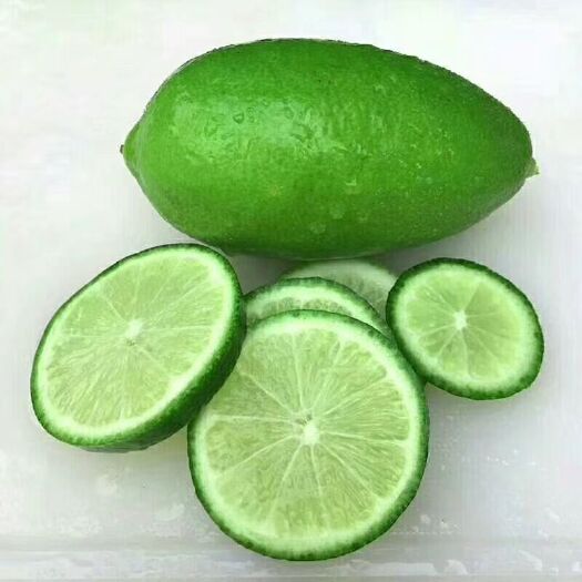 灵山县土柠檬苗 柠檬