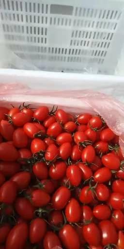 阜城县1416圣女果 红果，还有少量粉果