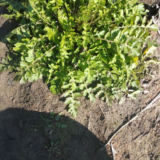 同江市 东北纯野菜，又名荠荠菜。包馅，拌凉菜均可。无污染，无农药。