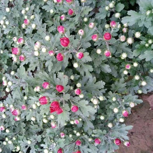 曹县彩菊花苗