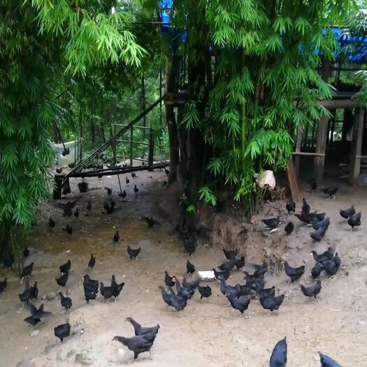 仪陇县土鸡蛋 散养土鸡，即将上市，可以预订