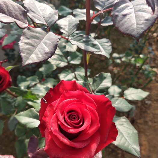 昆明大花月季  苗，观赏型玫瑰，月季10——20公分高，四季可栽种
