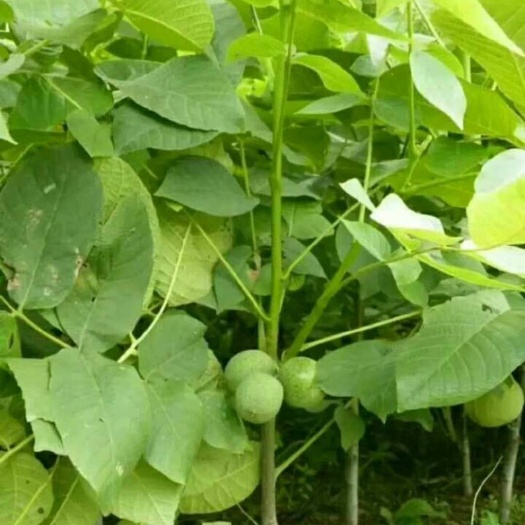 平邑县 我公司大量出售薄皮核桃苗