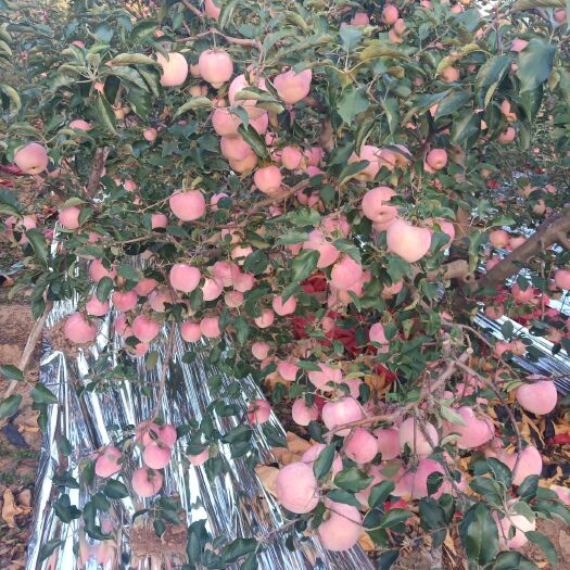 绥中县 寒富苹果