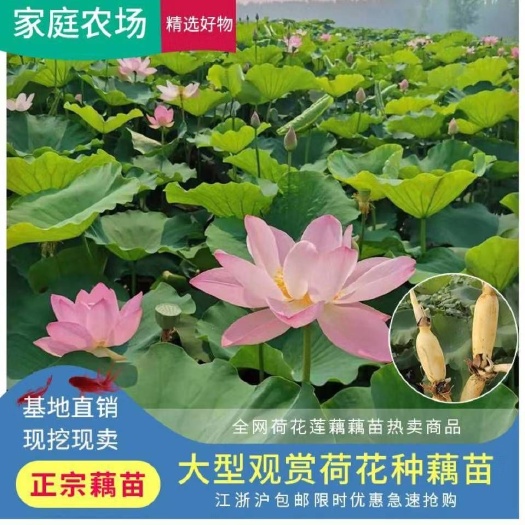 沭阳县红花藕藕苗 红花藕观赏藕苗见水就活盆栽地栽南方北方都可种植