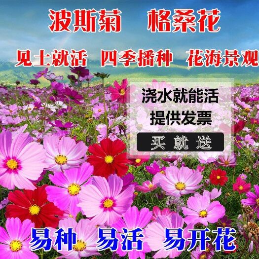 沭阳县 波斯菊种子护坡草坪种子四季青庭院公园专用草坪种子