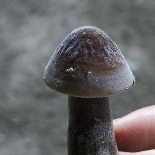 如皋市 黑皮鸡枞菌（全年供货）