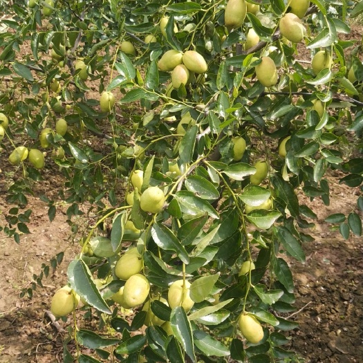  陕西水果枣鲜食枣  芒果枣树苗(三年树) 全面提供技术指导