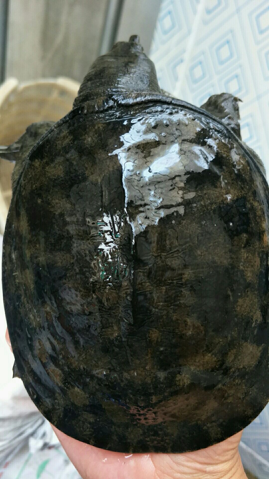 纯藕池地笼货，线上交易，保证都是纯正Ye生老甲鱼