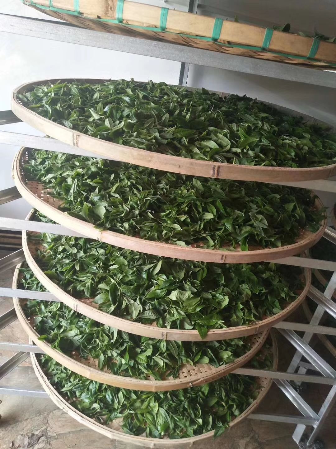 普洱茶砖 坝糯村是云南临沧古树最多！海拔1900米的高山生态茶