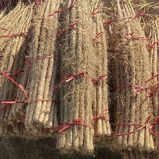 大名县 河北省大名县山药基地，日本大白，铁棍山药正式上市，品质好