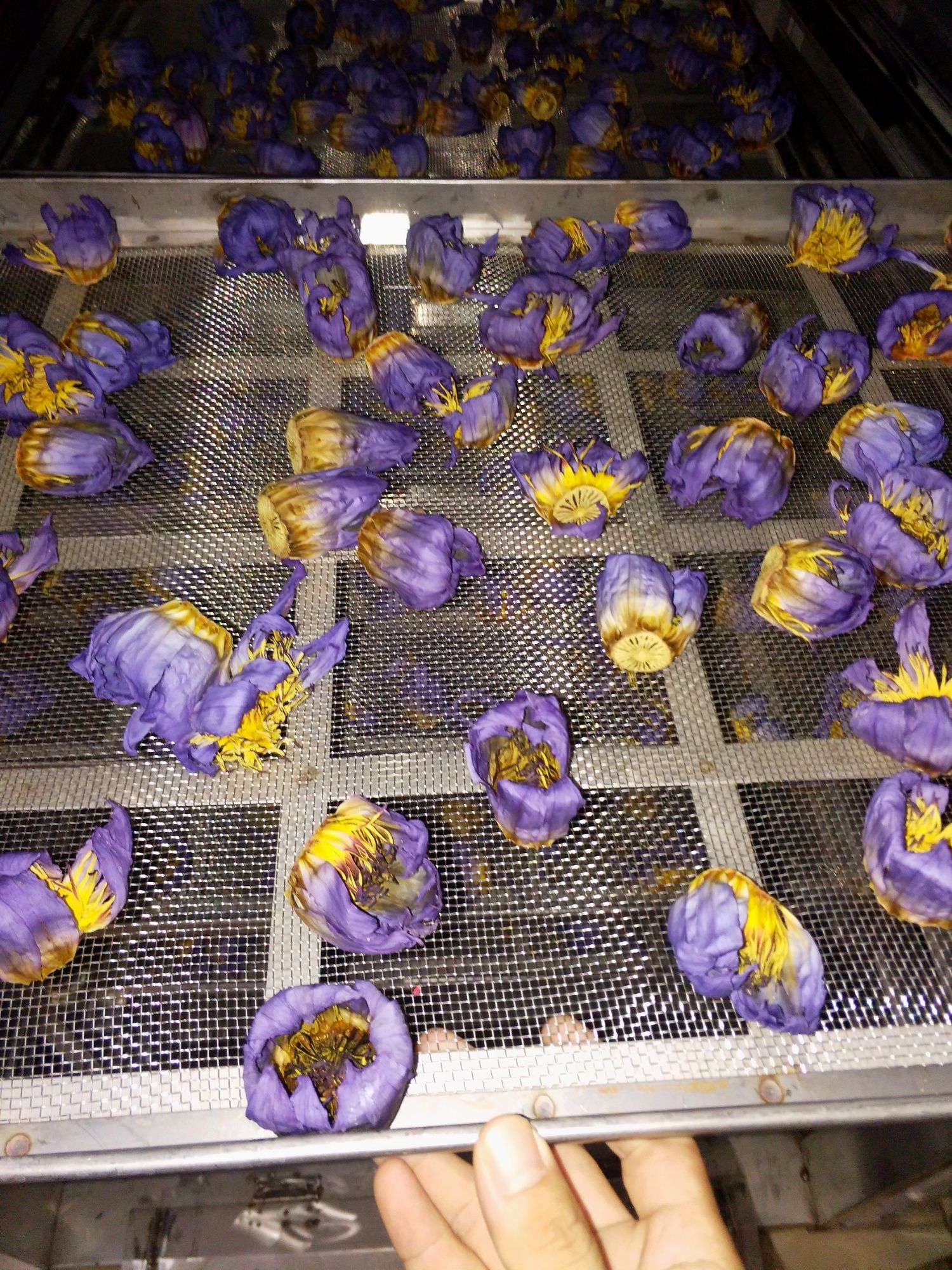  基地自产自销现烘睡莲花茶睡莲花干**养颜