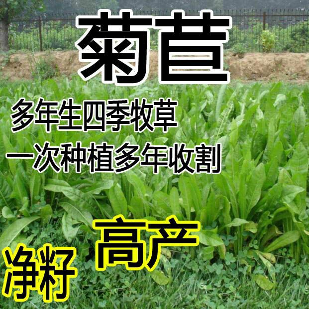  菊苣种子 牧草种子 猪羊牛兔鸡鸭多年生南方高产四季北方草籽