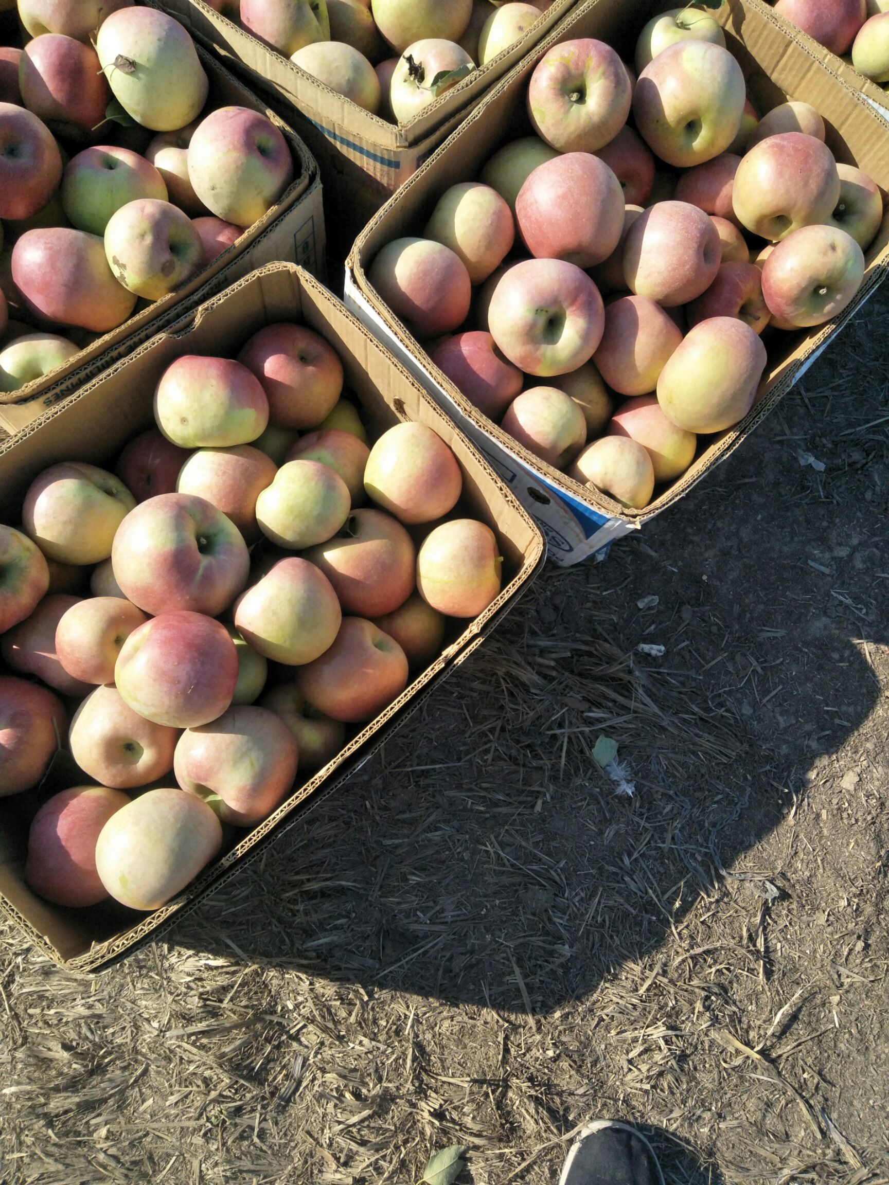 寒富苹果 寒富光果热卖中