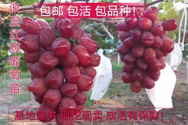 平邑县 浪漫红颜葡萄苗！包邮包活包品种 死苗免费补发！