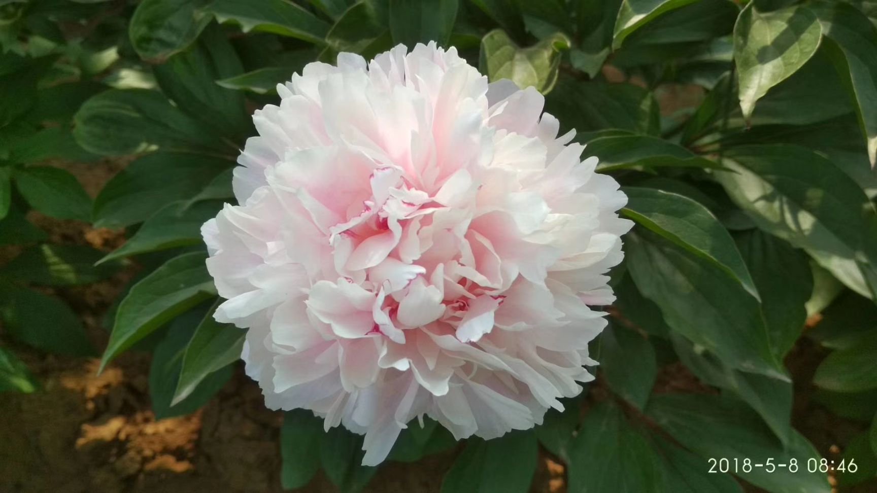 白芍种苗 白芍  芍药，精品观赏芍药，几十个品种，多层花，保