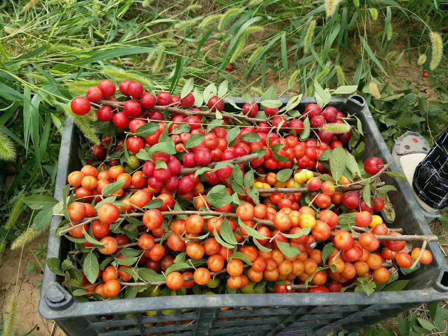  基地培育钙果树苗 耐旱钙果苗 1-3年苗