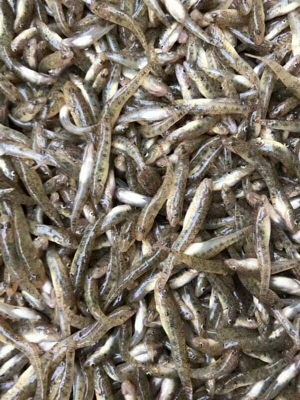 小黄鱼干 油炸小黄鱼