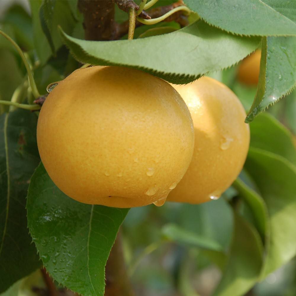 晚秋黄梨  晚秋梨，上市啦！