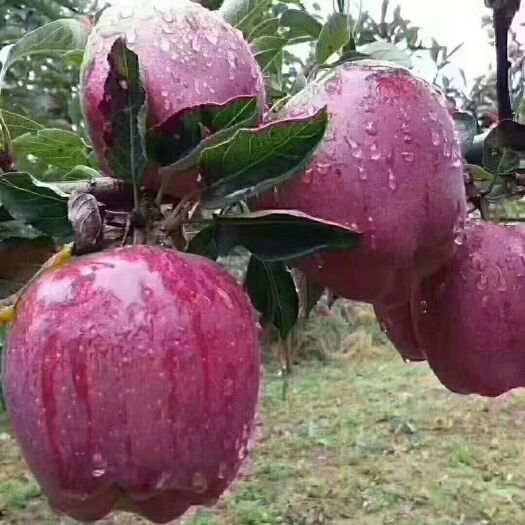 礼县 花牛苹果，采摘中。。。