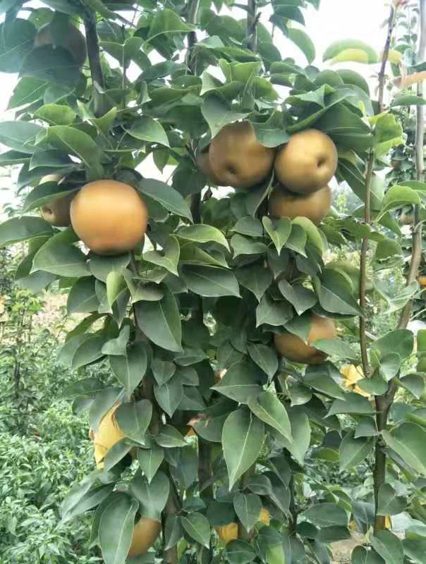 晚秋黄梨大量上市中 招全国各地收购商