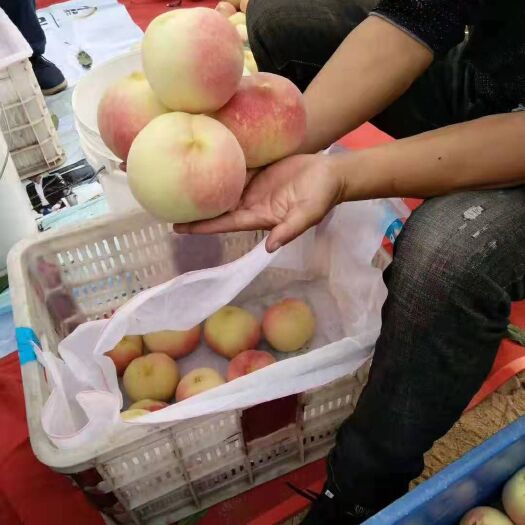 沂水县 沂水金秋红蜜桃