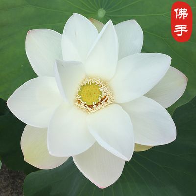  碗莲种子水培植物花种子四季开花室内水养盆栽水生荷花睡莲花种