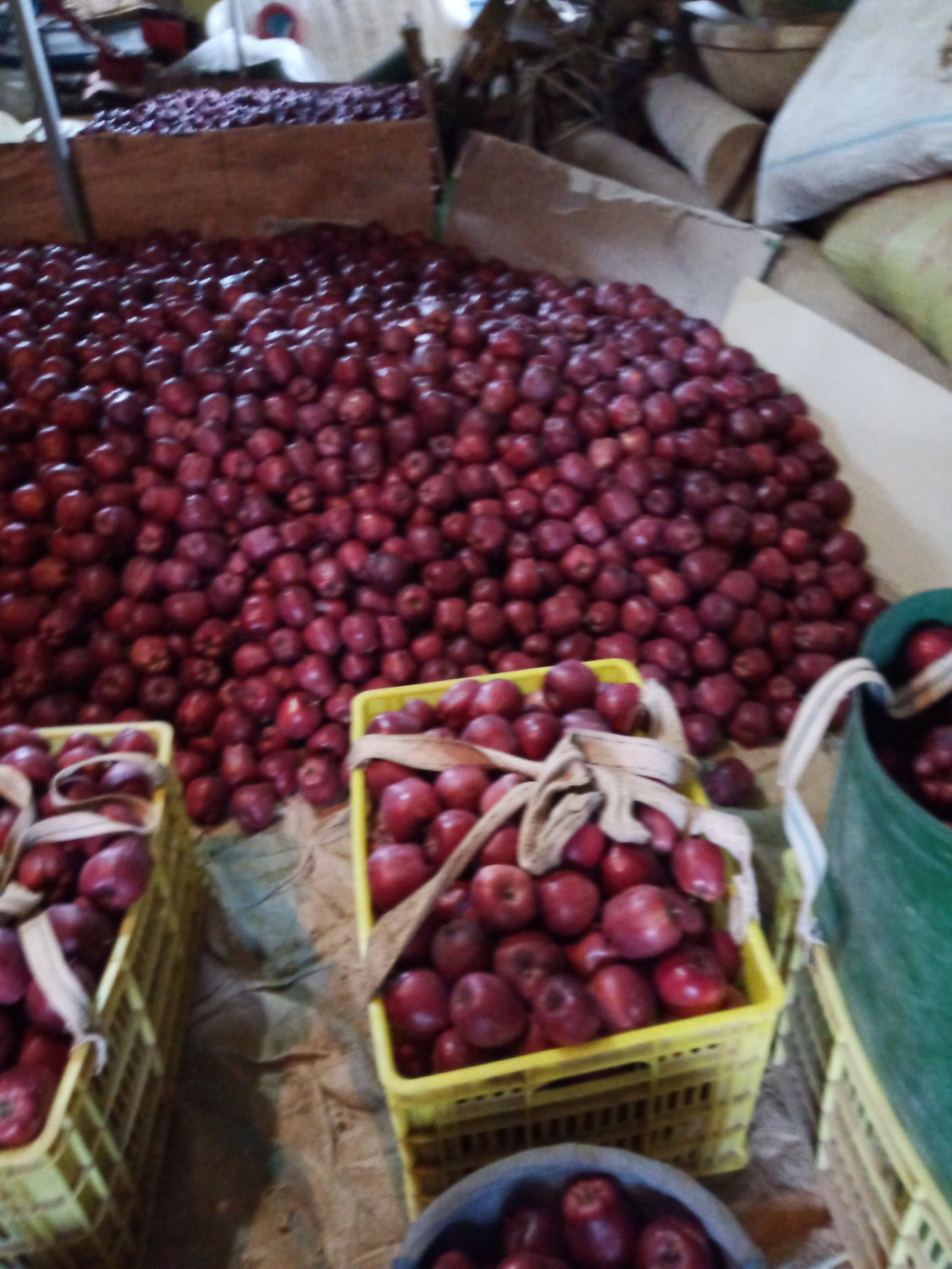  甘肃省天水市秦安县，花牛苹果现货10万斤，