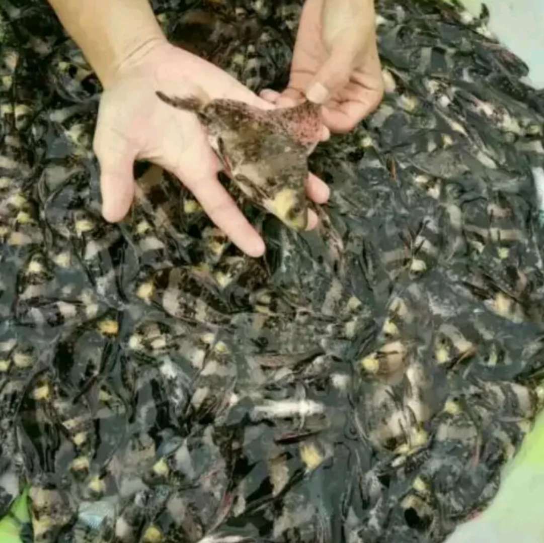  鲤鱼苗，各种鱼苗，淡水养殖，品种优良