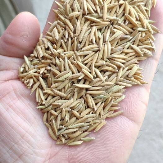 博罗县籼稻谷  象牙粘  新象牙