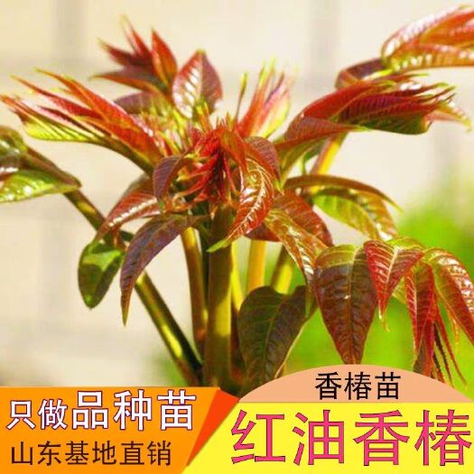 平邑县红油香椿苗 珍品红油香椿树苗南北方种植，盆栽地栽，香味醇厚，餐桌必备佳品