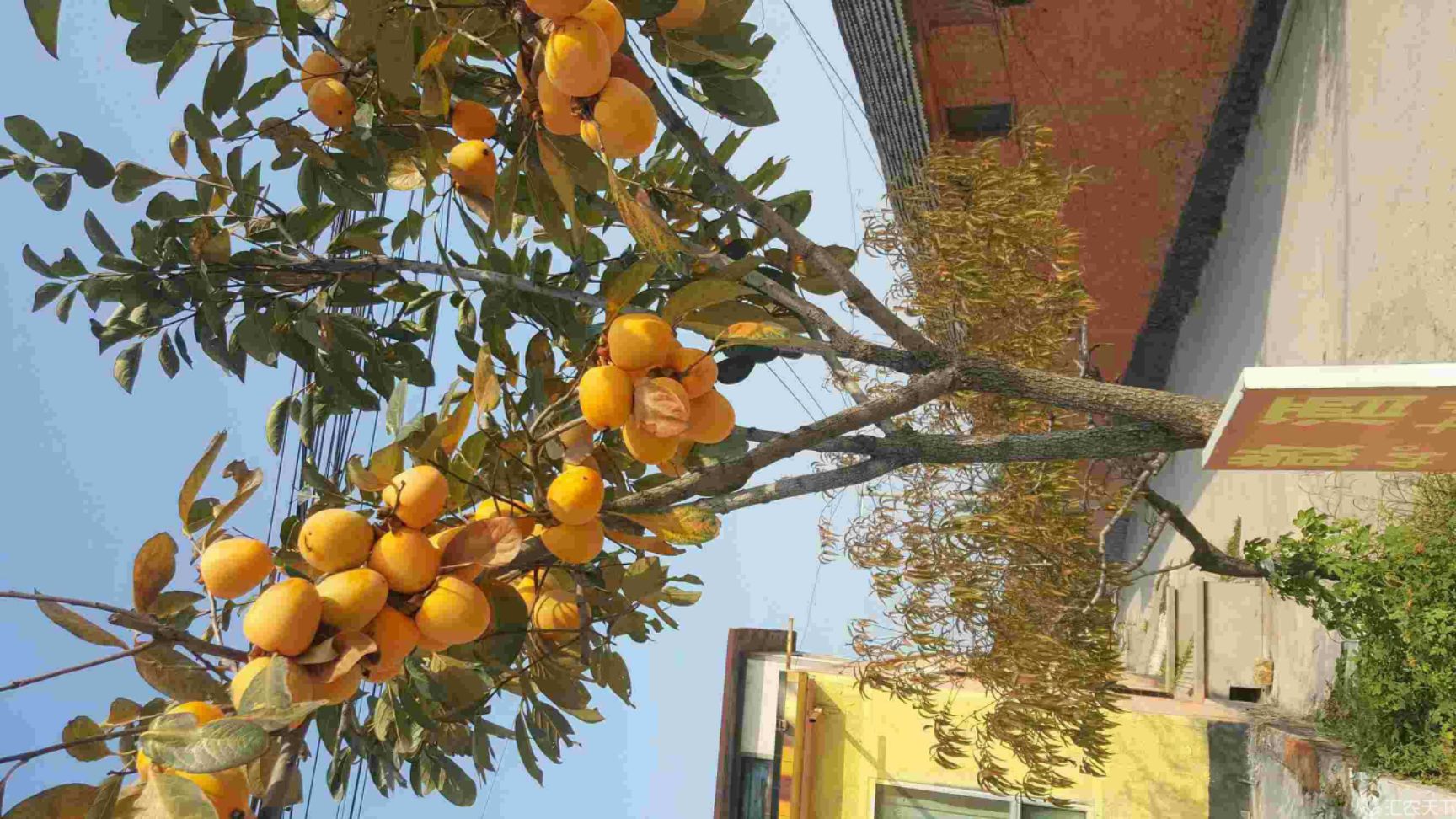 脆柿苗 嫁接甜柿子树苗 黑柿子树苗出售中 水果甜柿子树苗培育