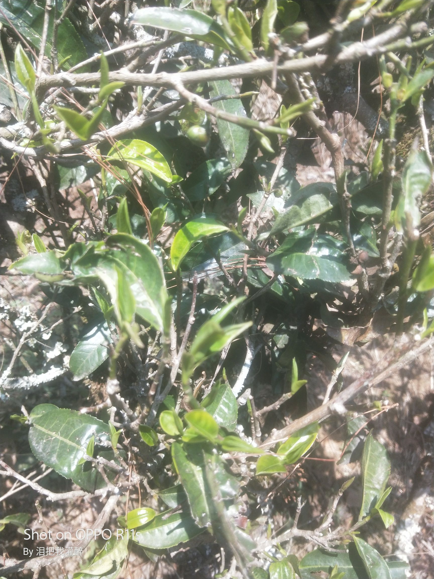 台地茶 元江因远大叶茶