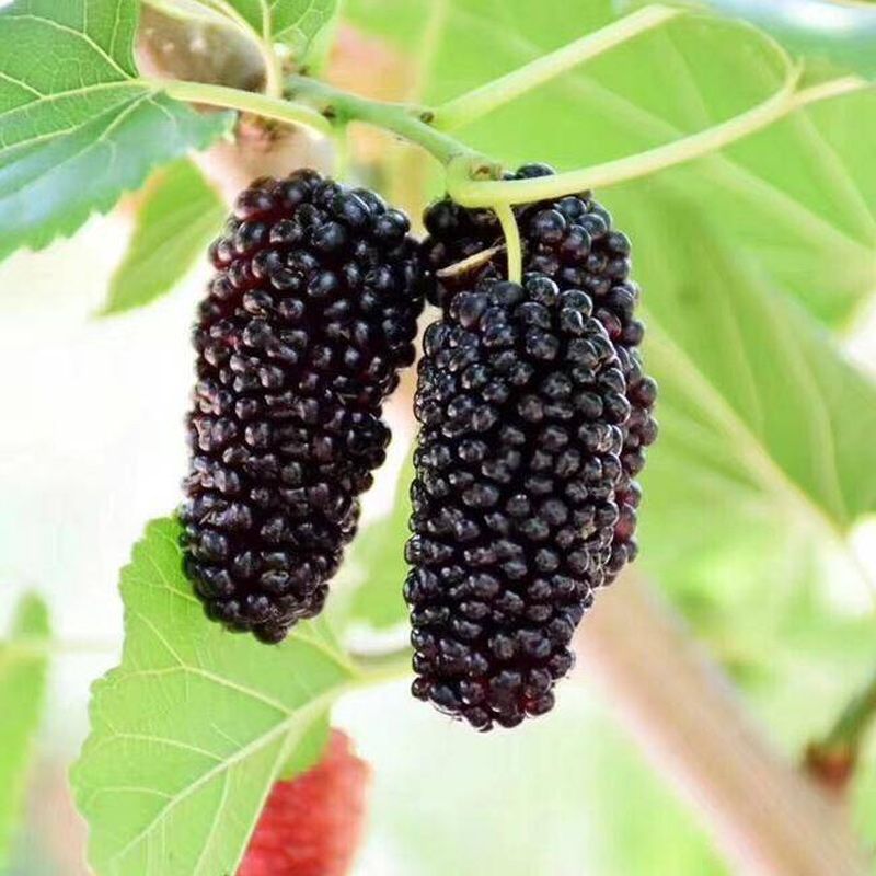 四季大果桑苗 桑葚大果桑苗，包质量，包品种，包存活率 带原土球发货