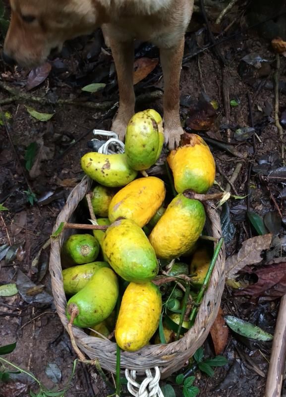  野生八月瓜牛卵坨八月炸拿藤果九月黄新鲜采摘