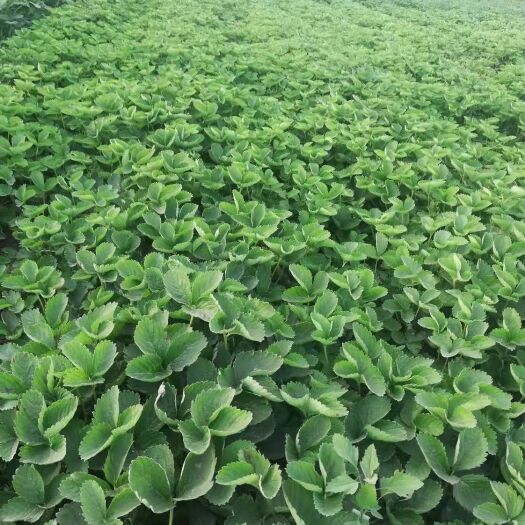 泰安全明星草莓苗 地栽苗 10~20公分