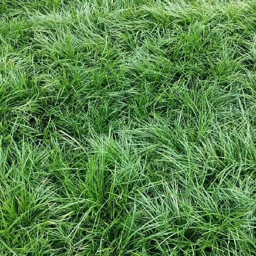 三台县 细叶麦冬草，基地直销，量大从优，可开正规发票