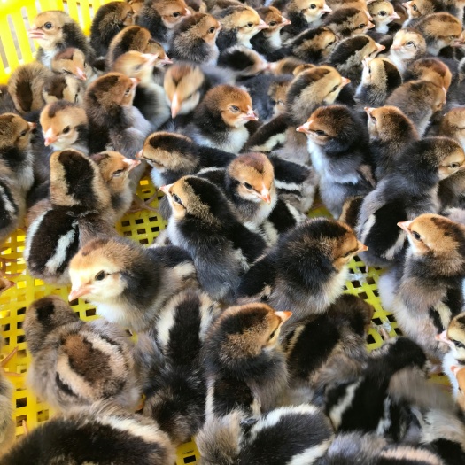 昆明 改良斗鸡苗