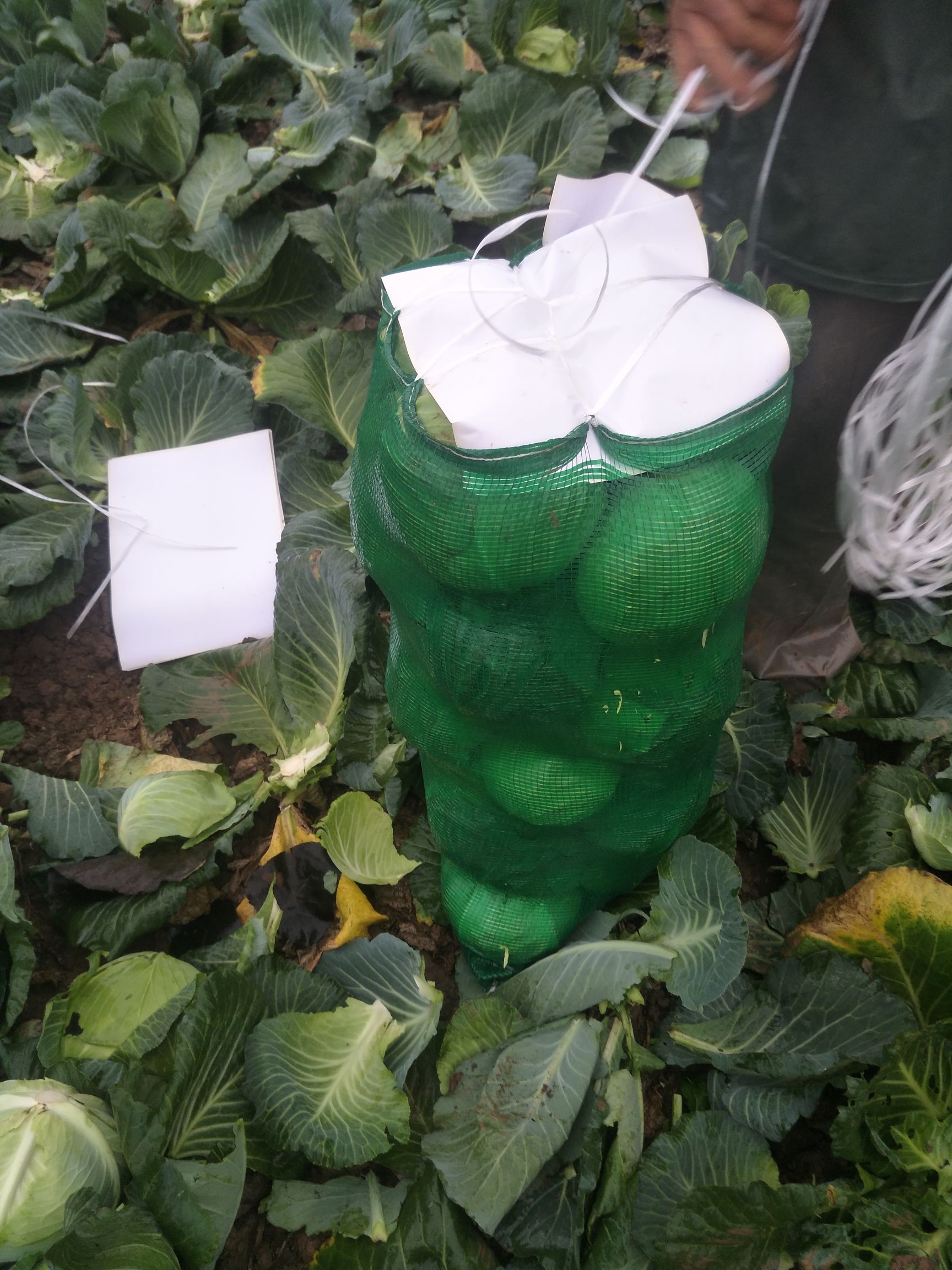 奥奇娜甘蓝 湖北省咸宁市嘉鱼县 2.5~3.0斤