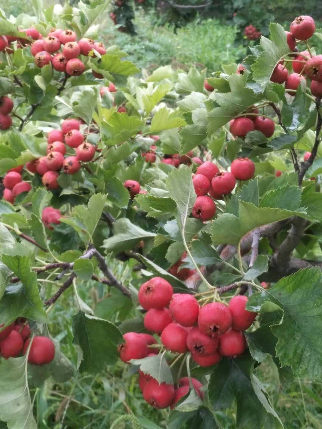 歪把红山楂 歪把红有需要的联系