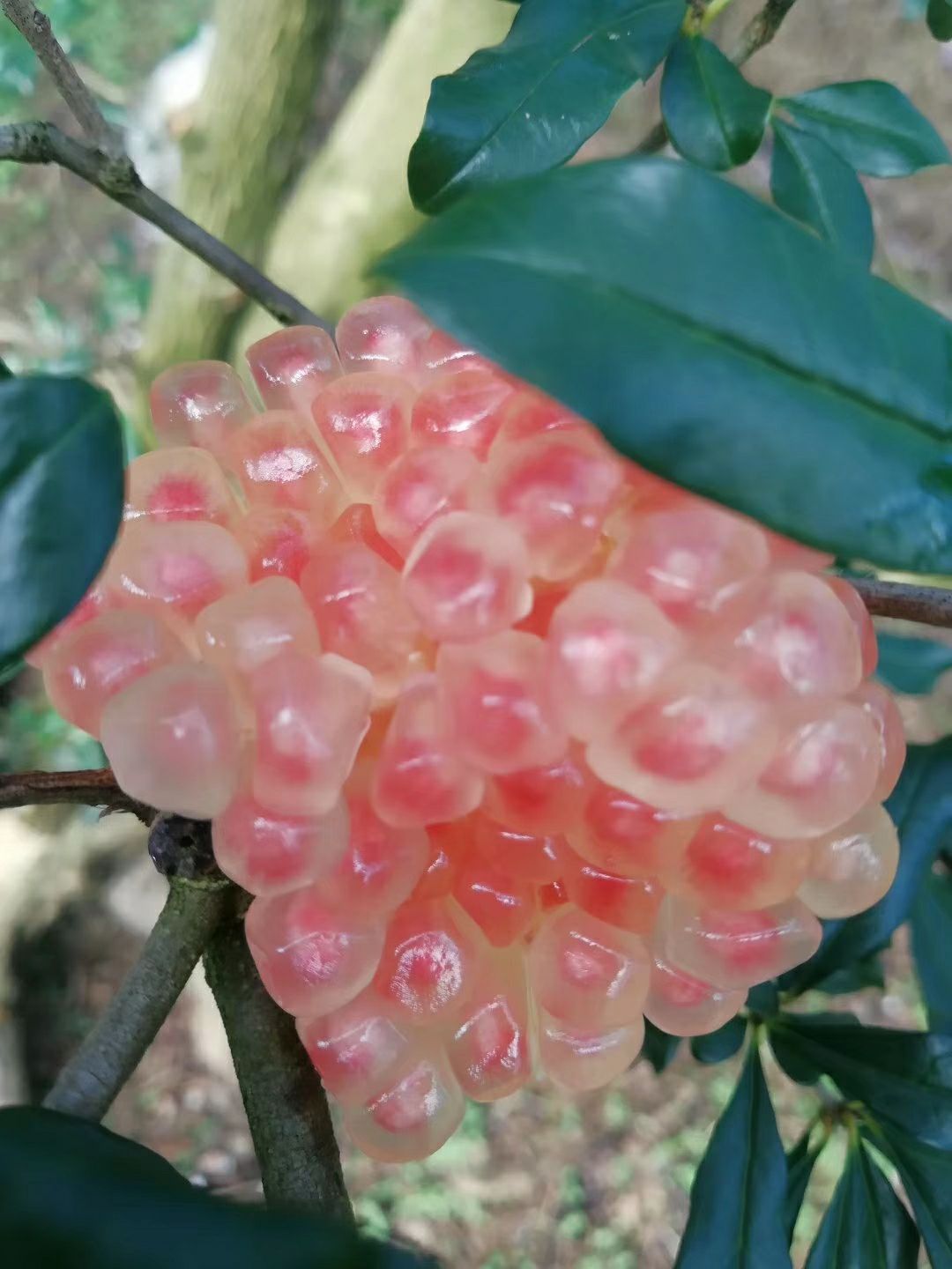  云南蒙自石榴